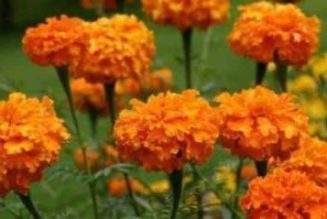 MARIGOLD.