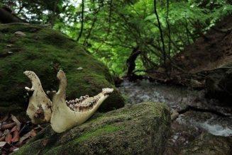 Blessing and Consecration for Found Bones (or Other Natural Material)