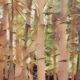 Bamboo the Magick of