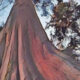 Cedar Wood the Magick of