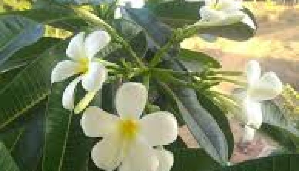 Frangipani Incense