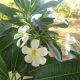 Frangipani Incense