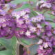 Heliotrope the Magick of