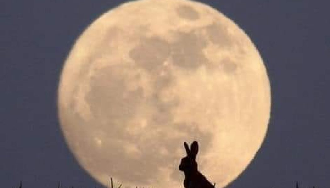 Rabbits & Hares in Magick