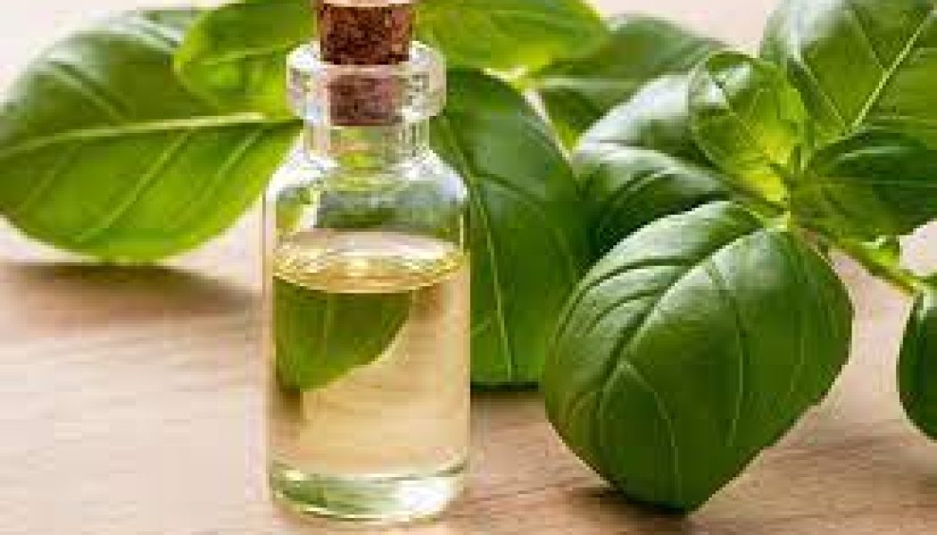 Essential Oil Benefits: Basil