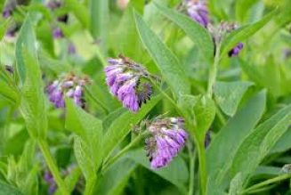 Comfrey