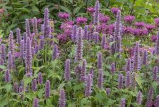 Hyssop