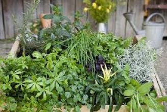 A Short List of Magickal Plants