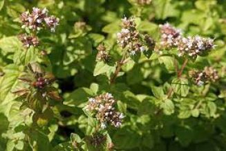 Marjoram