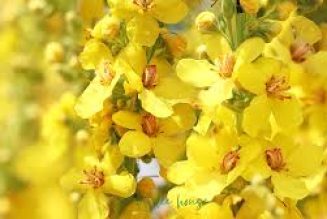 Mullein