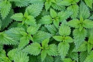 Nettle