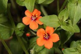 Pimpernel