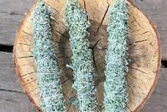 Smudge Sticks Wormwood