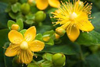 St John’s Wort