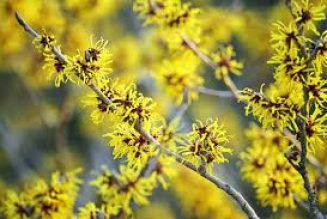 Witch hazel