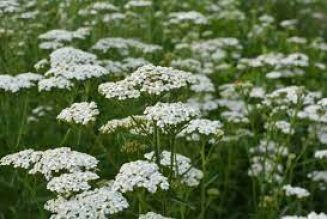 Yarrow