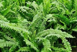 Fern