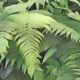 Bracken: Herbs Associated with Dream Magick