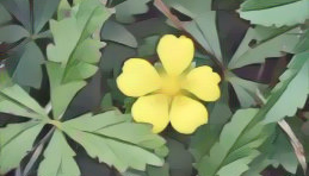 Cinquefoil: Herbs Associated with Dream Magick