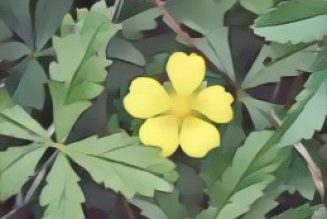 Cinquefoil: Herbs Associated with Dream Magick