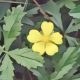 Cinquefoil: Herbs Associated with Dream Magick