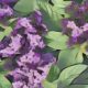 Heliotrope: Herbs Associated with Dream Magick