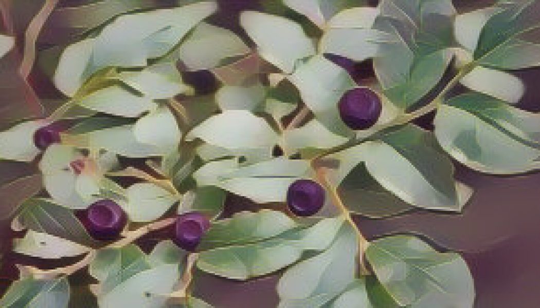 Huckleberry: Herbs Associated with Dream Magick