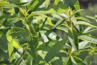 Lemon Verbena: Herbs Associated with Dream Magick