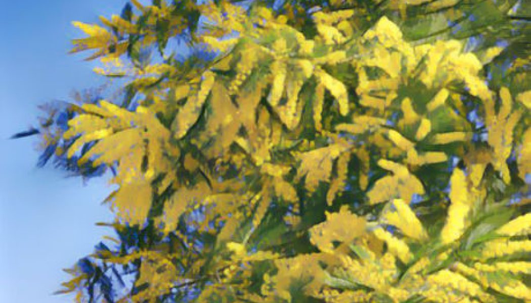 Mimosa: Herbs Associated with Dream Magick