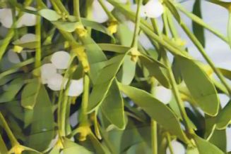 Mistletoe: Herbs Associated with Dream Magick