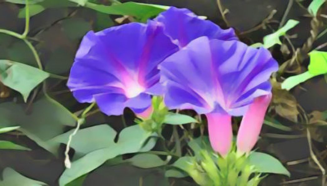 Morning Glory: Herbs Associated with Dream Magick