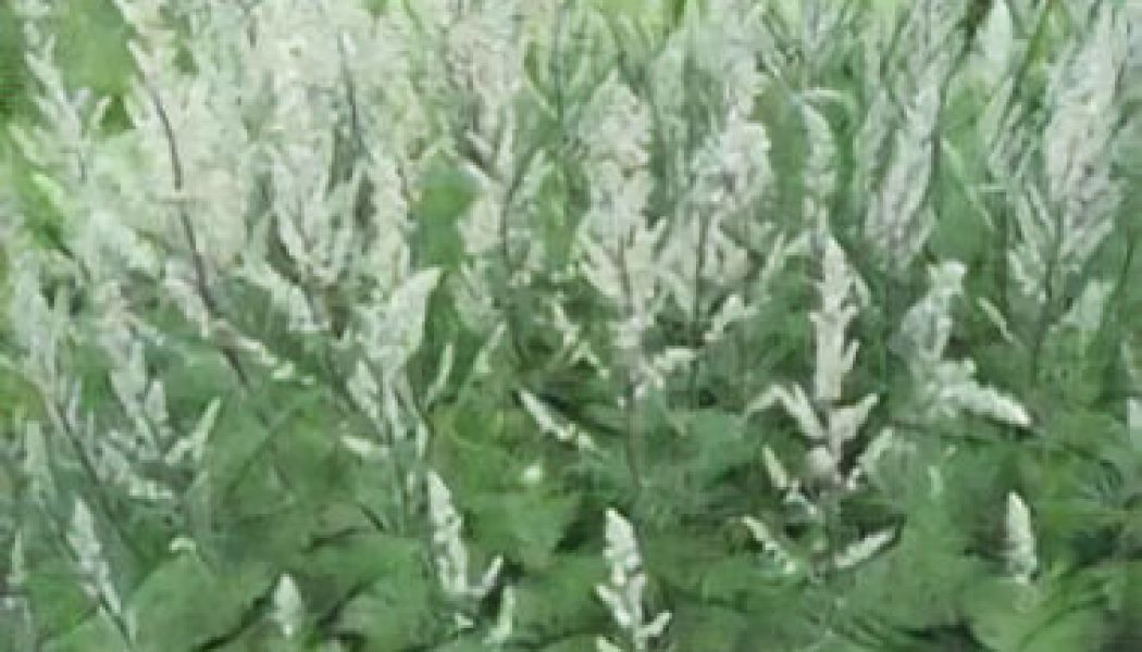 Mugwort: Herbs Associated with Dream Magick