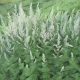 Mugwort: Herbs Associated with Dream Magick