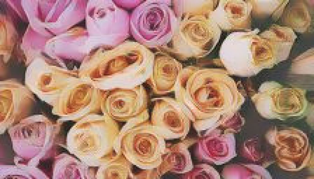 Rose: Herbs Associated with Dream Magick