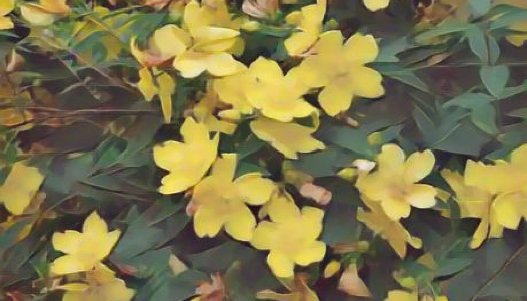 St. John’s Wort: Herbs Associated with Dream Magick