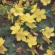 St. John’s Wort: Herbs Associated with Dream Magick