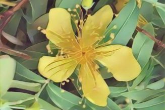 Summer Solstice St John’s Wort Flowers1