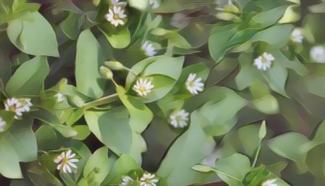 Psoriasis herbal remedies, Chickweed.