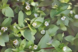 Psoriasis herbal remedies, Chickweed.