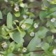 Psoriasis herbal remedies, Chickweed.