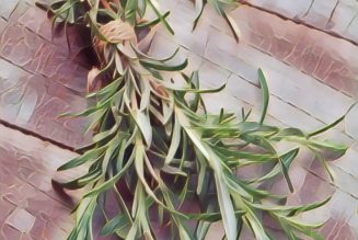 Medicinal Uses For Common Culinary Spices, ROSEMARY.