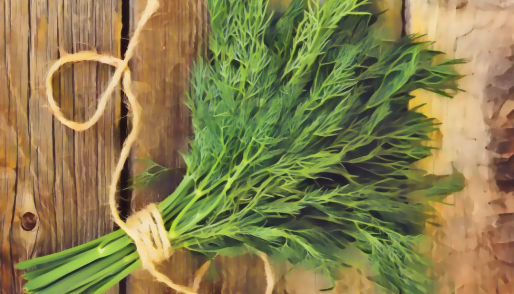 Medicinal Uses For Common Culinary Spices, DILL.