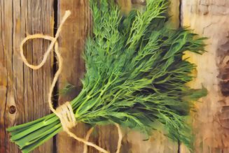 Medicinal Uses For Common Culinary Spices, DILL.