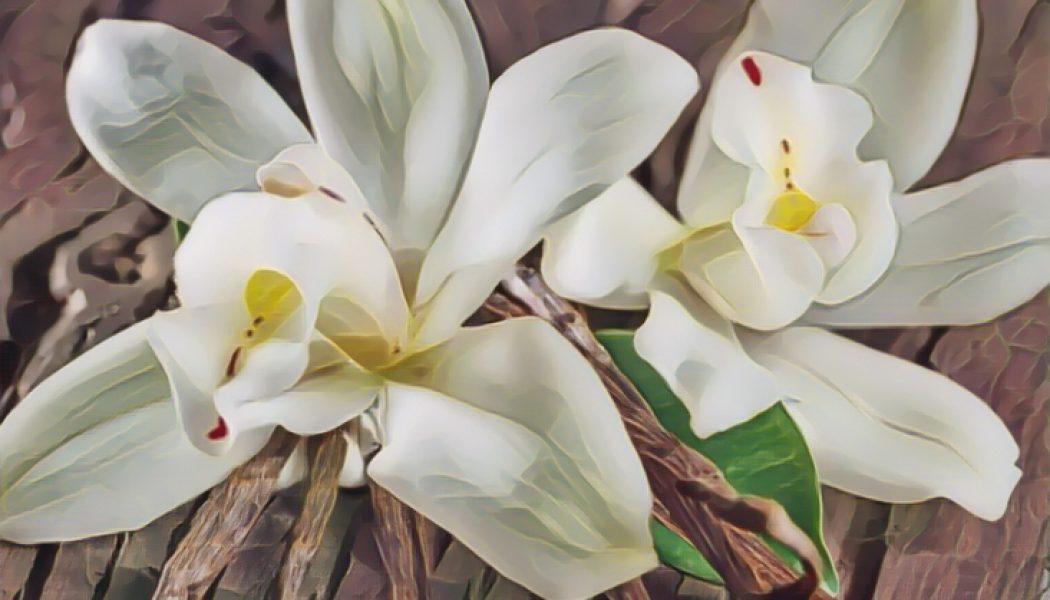 Medicinal Uses For Common Culinary Spices, VANILLA.