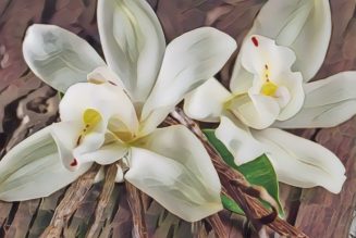 Medicinal Uses For Common Culinary Spices, VANILLA.