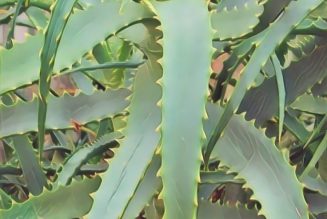 Aloe—Medicine Tree