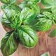 Medicinal Uses For Common Culinary Spices, BASIL.