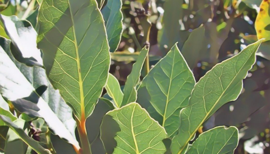 Medicinal Uses For Common Culinary Spices, BAY LAUREL.