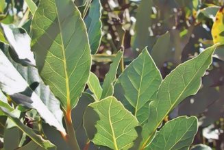 Medicinal Uses For Common Culinary Spices, BAY LAUREL.