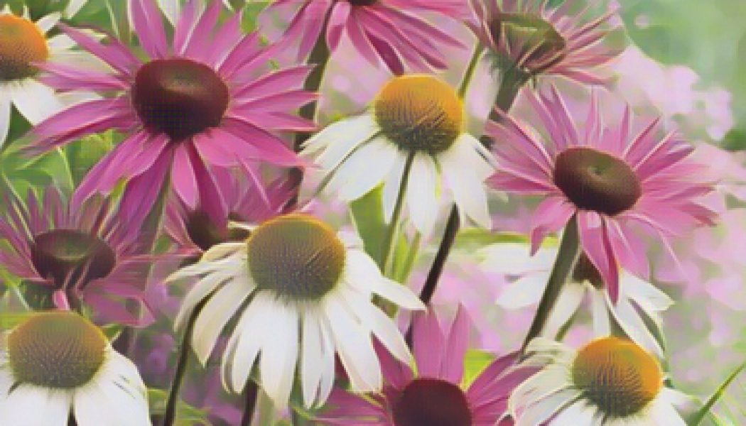 Daisy and Echinacea